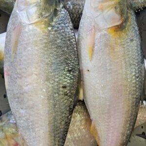 ৫ পিছ মাছ ১০ কেজি (৪০০০×১)
